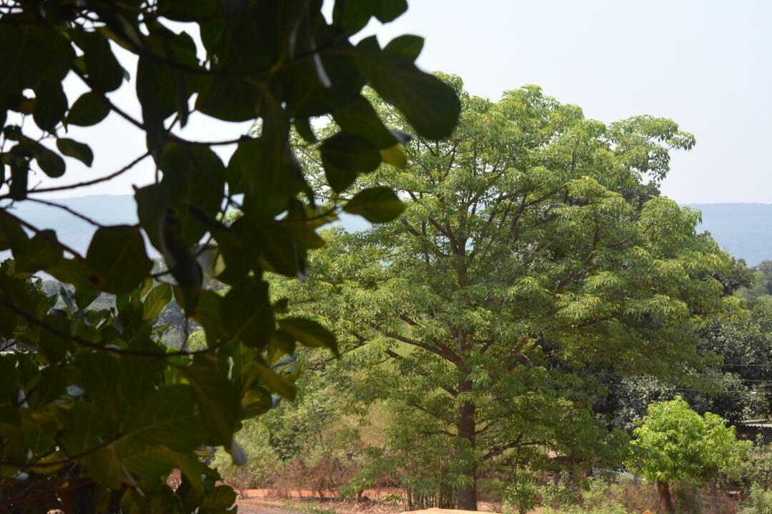 Mango Holiday Resort Kolhapur Exterior foto